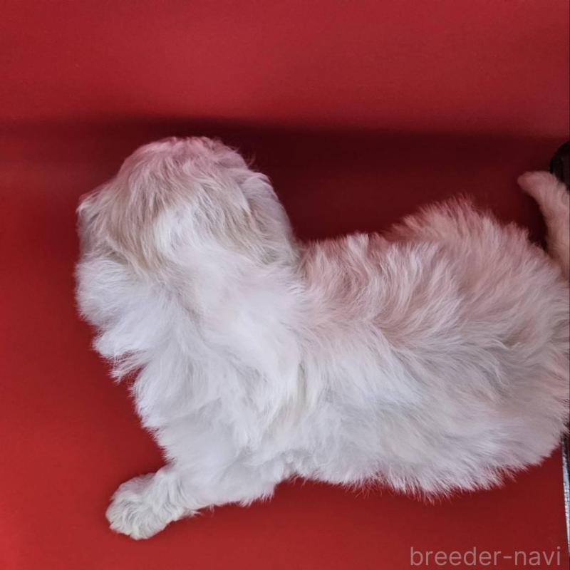 販売中の福島県のビションフリーゼ-452457の3枚目