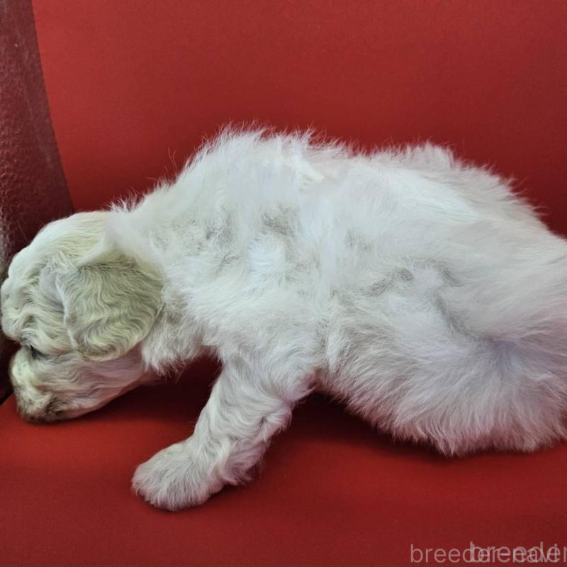 販売中の福島県のビションフリーゼ-452457の2枚目