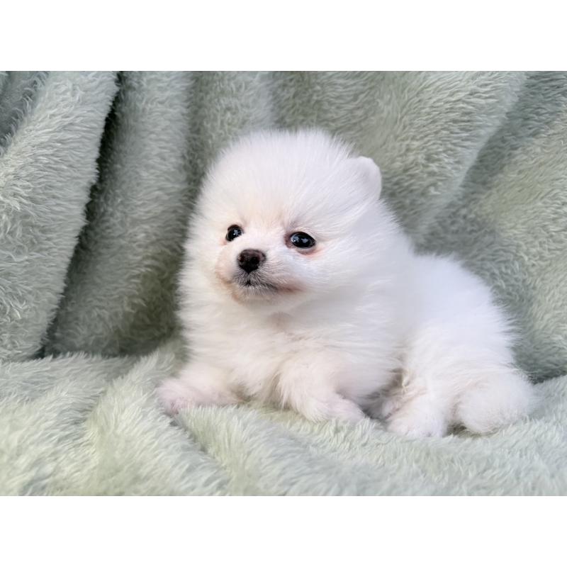 販売中の東京都のポメラニアン-446438の6枚目