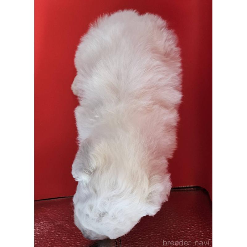 販売中の福島県のビションフリーゼ-452458の5枚目