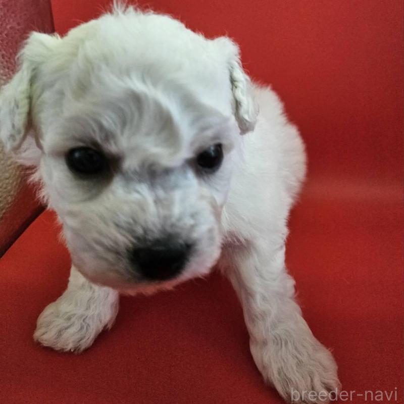 販売中の福島県のビションフリーゼ-452458の4枚目