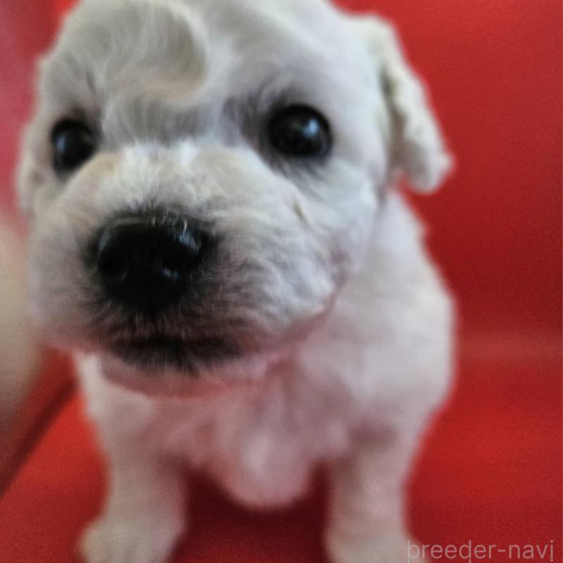 販売中の福島県のビションフリーゼ-452458の3枚目