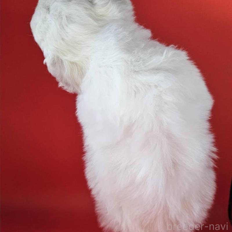 販売中の福島県のビションフリーゼ-452458の2枚目