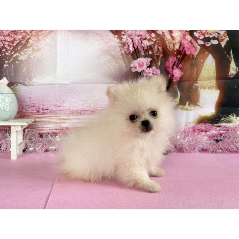 販売中の秋田県のポメラニアン-452459の5枚目