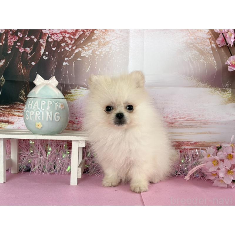 販売中の秋田県のポメラニアン-452459の4枚目