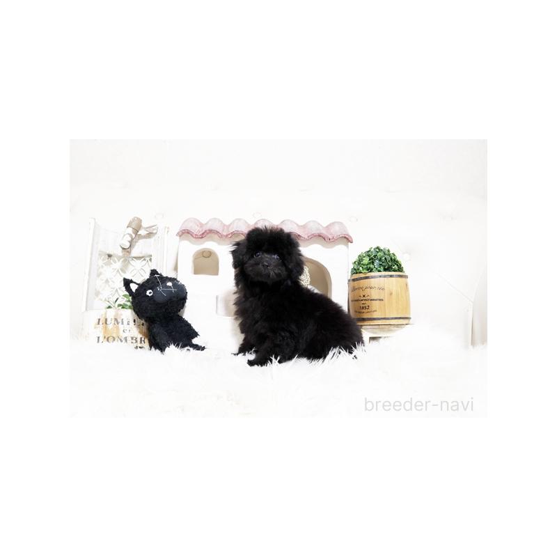 販売中の佐賀県のトイプードル-452461の3枚目