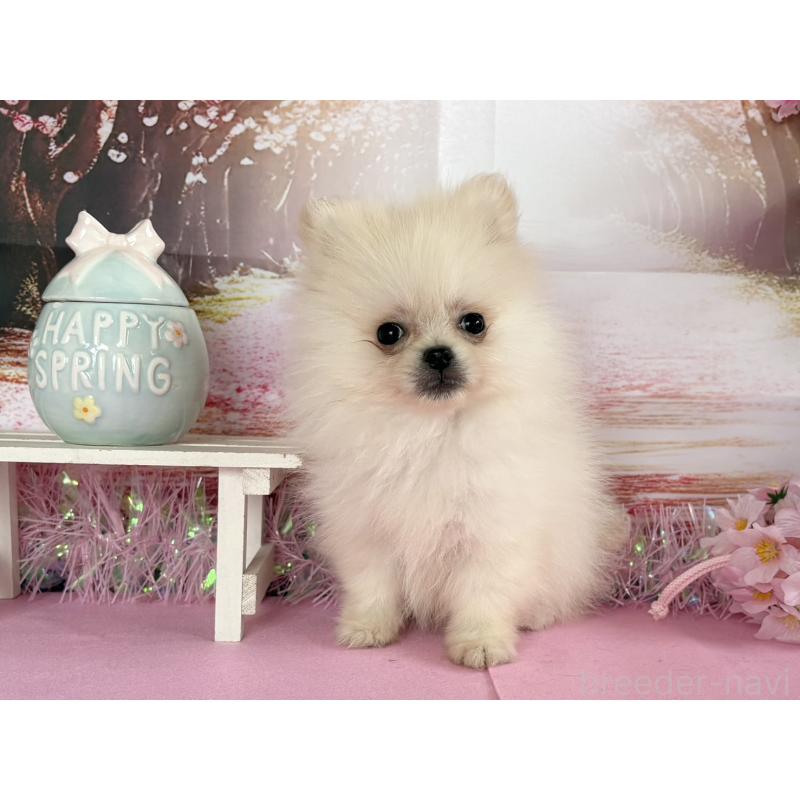 販売中の秋田県のポメラニアン-452459の3枚目