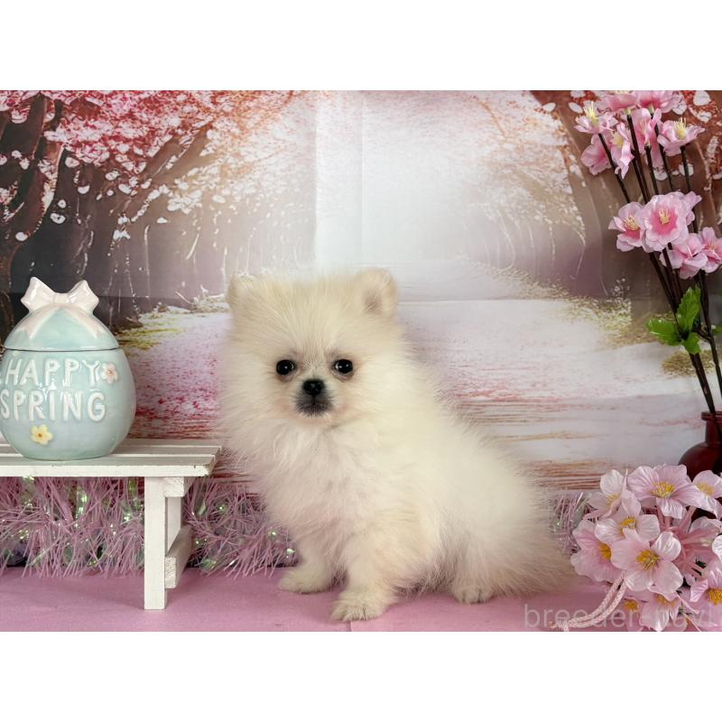 販売中の秋田県のポメラニアン-452459の2枚目