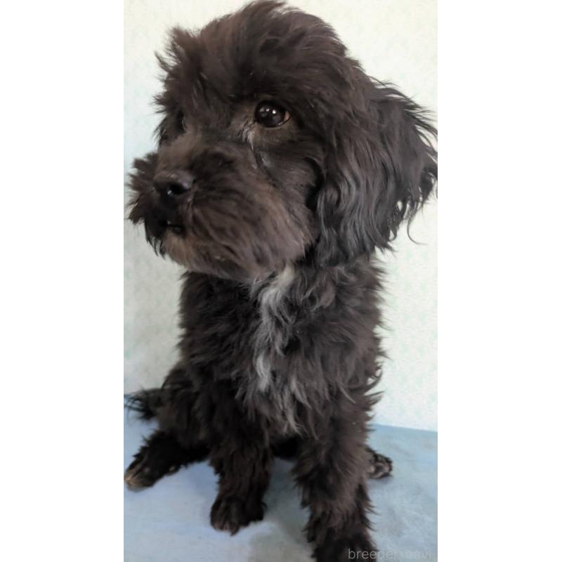 販売中の埼玉県のマルプー:マルチーズ×トイプードル-423329の4枚目