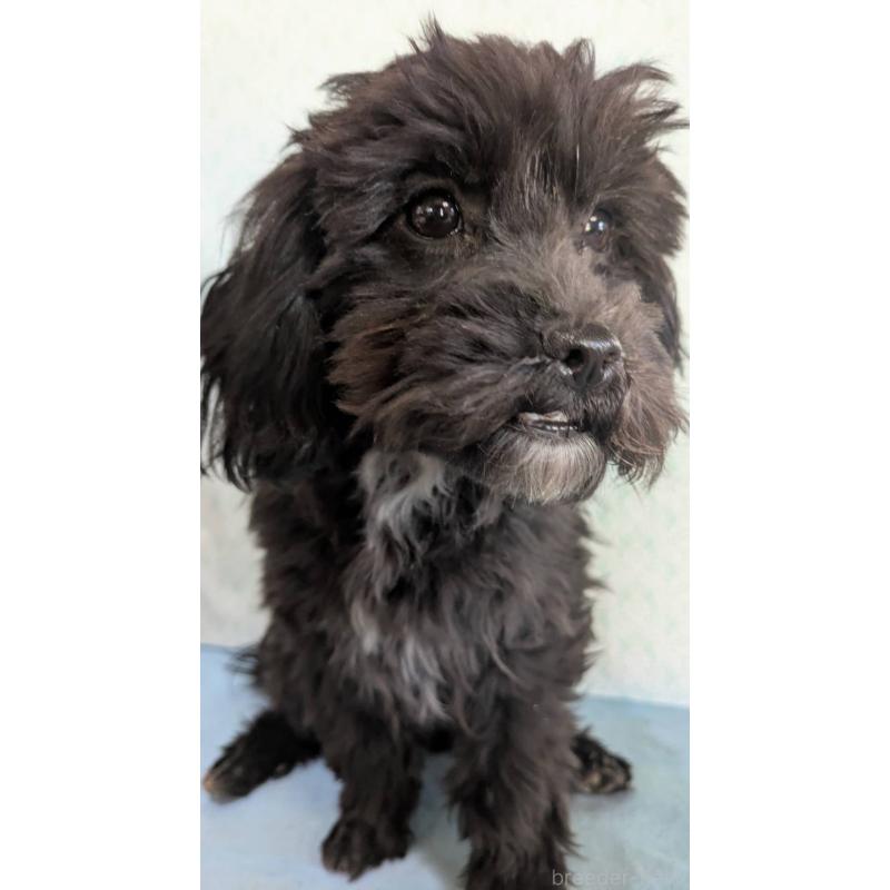 販売中の埼玉県のマルプー:マルチーズ×トイプードル-423329の3枚目