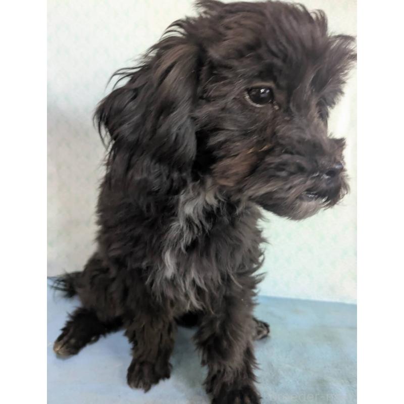 販売中の埼玉県のマルプー:マルチーズ×トイプードル-423329の2枚目