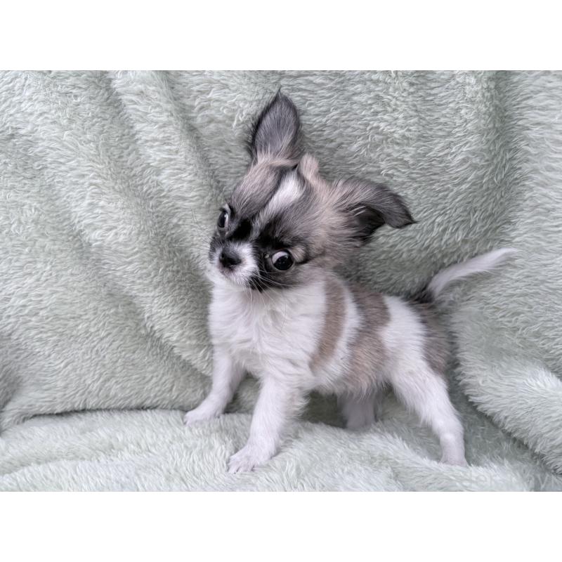 販売中の東京都のチワワ(ロングコート)-443353の2枚目