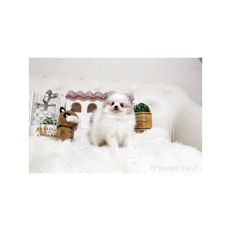 販売中の佐賀県のポメラニアン-452466の4枚目