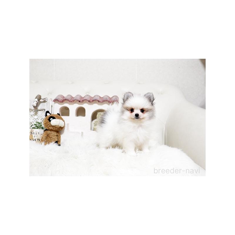 販売中の佐賀県のポメラニアン-452466の3枚目