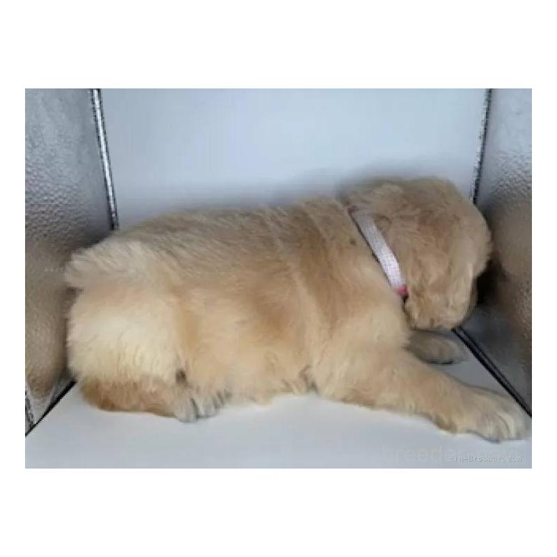 販売中の福島県のゴールデンレトリーバー-452465の5枚目