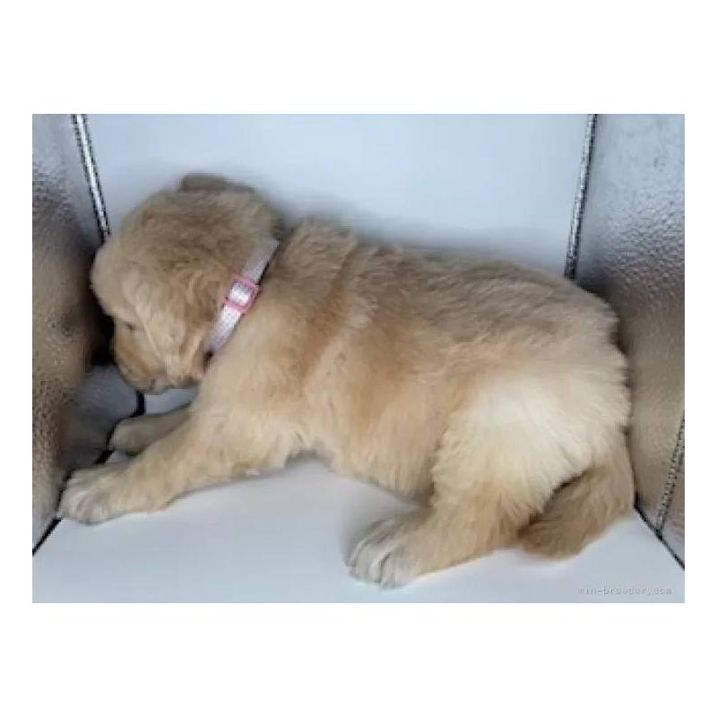 販売中の福島県のゴールデンレトリーバー-452465の3枚目