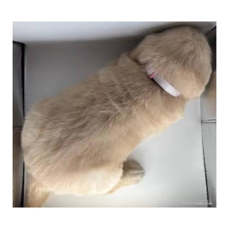 販売中の福島県のゴールデンレトリーバー-452465の4枚目