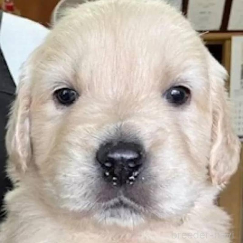 販売中の福島県のゴールデンレトリーバー-452465の2枚目