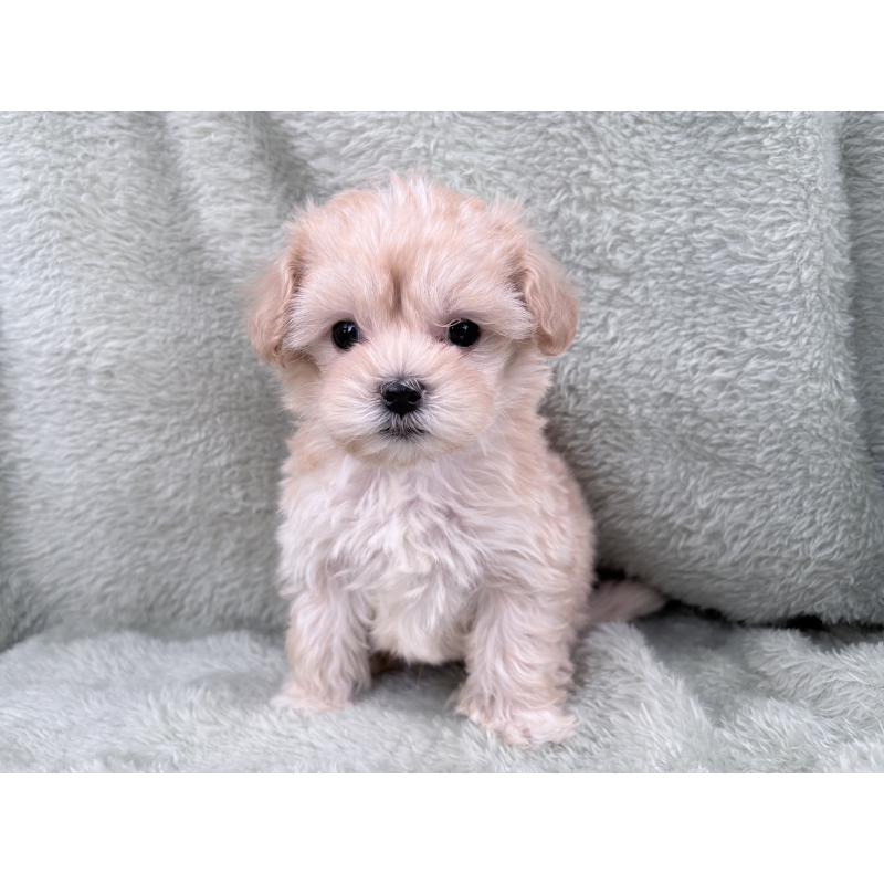 販売中の東京都のマルプー:マルチーズ×トイプードル-443350の2枚目