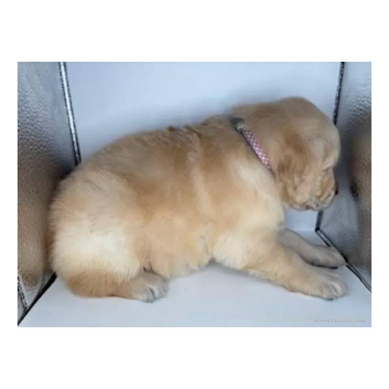 販売中の福島県のゴールデンレトリーバー-452467の5枚目