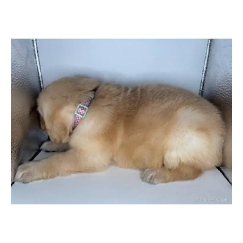 販売中の福島県のゴールデンレトリーバー-452467の3枚目