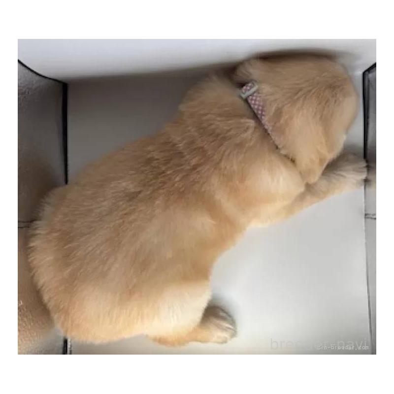 販売中の福島県のゴールデンレトリーバー-452467の4枚目