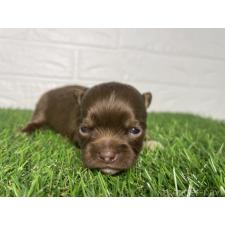 ♀︎チワワ(ロングコート)