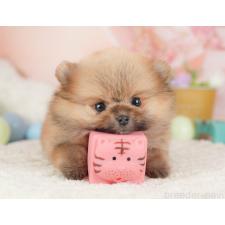 オンライン見学