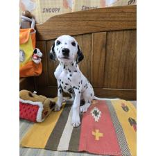 ♀︎ダルメシアン