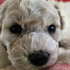 ♀︎ビションフリーゼ