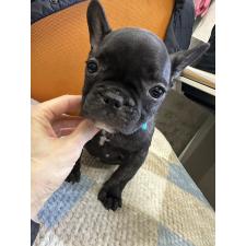 ♀︎フレンチブルドッグ