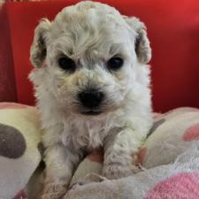 ♀︎ビションフリーゼ