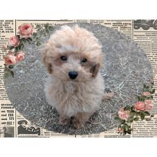 ♀︎ティーカッププードル