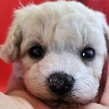 ♀︎ビションフリーゼ