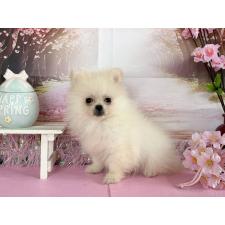 オンライン見学