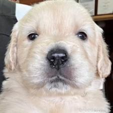 ♀︎ゴールデンレトリーバー