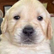 ♀︎ゴールデンレトリーバー