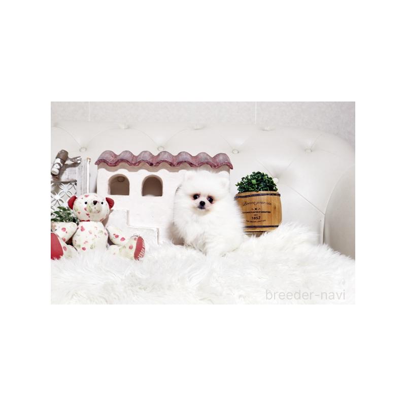 販売中の佐賀県のポメラニアン-452468の5枚目