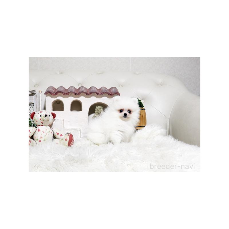 販売中の佐賀県のポメラニアン-452468の4枚目