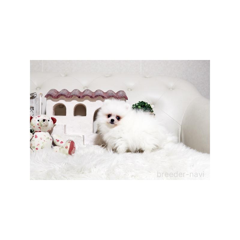 販売中の佐賀県のポメラニアン-452468の3枚目