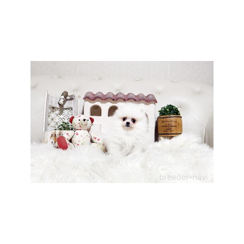 販売中の佐賀県のポメラニアン-452468の2枚目