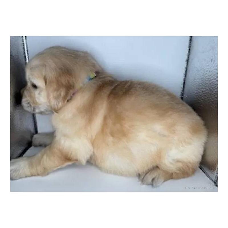 販売中の福島県のゴールデンレトリーバー-452469の3枚目