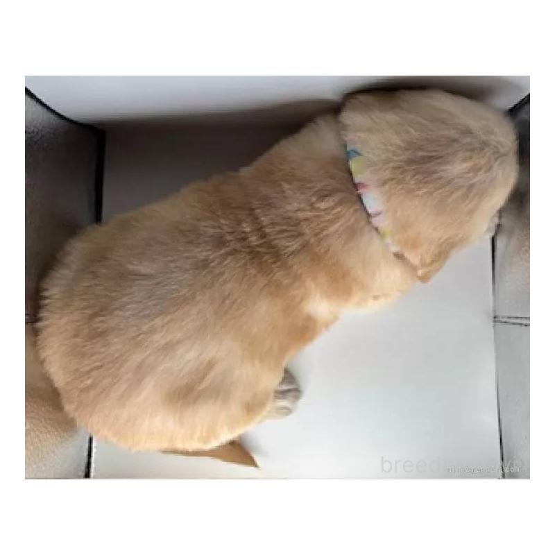 販売中の福島県のゴールデンレトリーバー-452469の4枚目