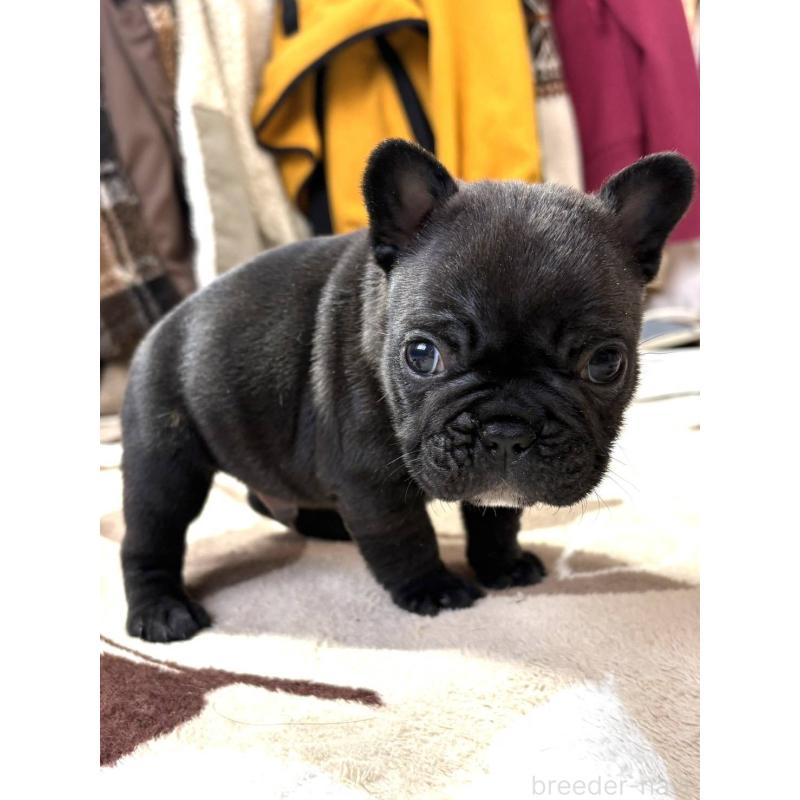 販売中の愛媛県のフレンチブルドッグ-452471の10枚目