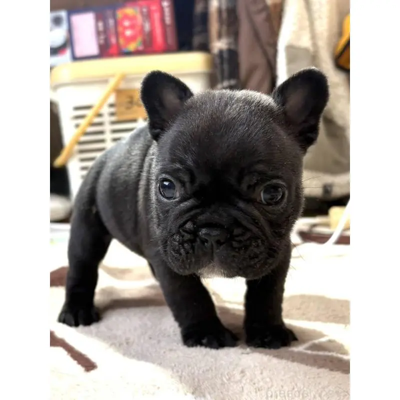 販売中の愛媛県のフレンチブルドッグ-452471の9枚目