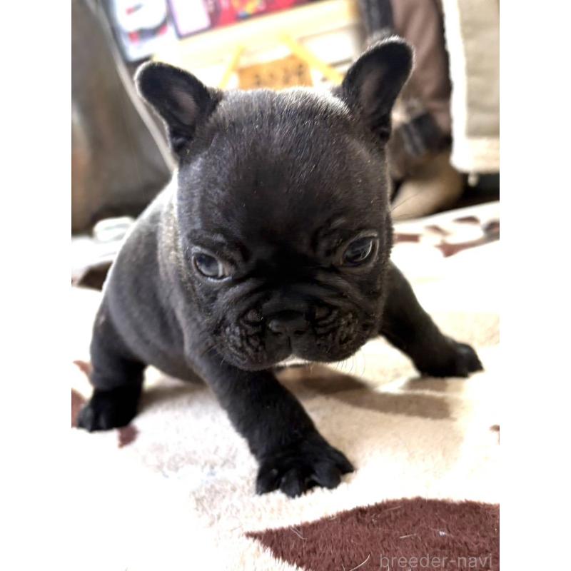 販売中の愛媛県のフレンチブルドッグ-452471の8枚目