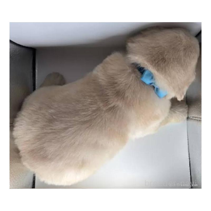 販売中の福島県のゴールデンレトリーバー-452470の5枚目