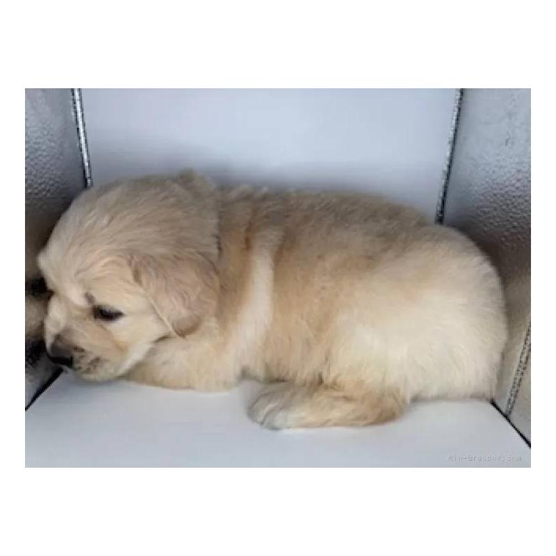 販売中の福島県のゴールデンレトリーバー-452470の3枚目