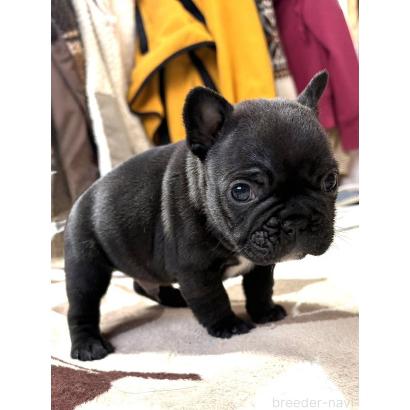 販売中の愛媛県のフレンチブルドッグ-452471の7枚目