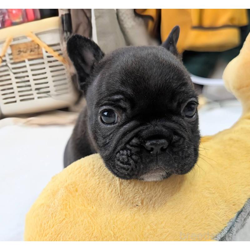 販売中の愛媛県のフレンチブルドッグ-452471の5枚目